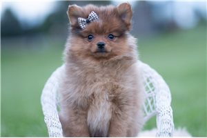 Grady - Pomeranian for sale