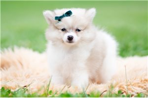 Hitch - Pomeranian for sale
