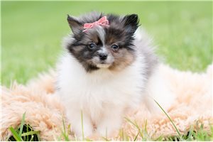 Olga - Pomeranian for sale