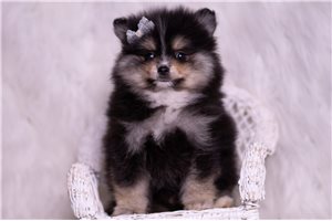 Niklaus - Pomeranian for sale