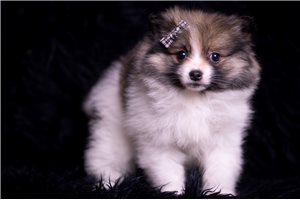 Aaron - Pomeranian for sale