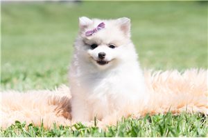 Victoria - Pomeranian for sale