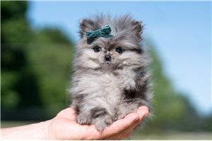 Crockett - Pomeranian for sale