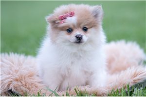 Hadley - Pomeranian for sale
