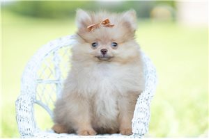 Monroe - Pomeranian for sale