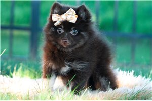 Virtue - Pomeranian for sale
