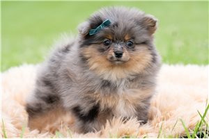 Ollie - Pomeranian for sale