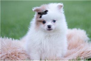 Halo - Pomeranian for sale