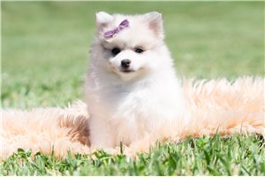 Victoria - Pomeranian for sale