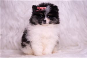 Nancy - Pomeranian for sale