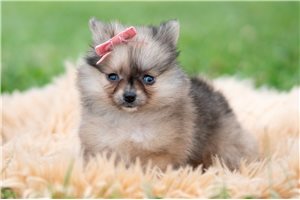 Henna - Pomeranian for sale