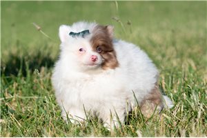 Sanderson - Pomeranian for sale