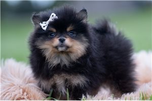 Hamish - Pomeranian for sale