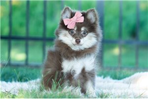Vicky - Pomeranian for sale