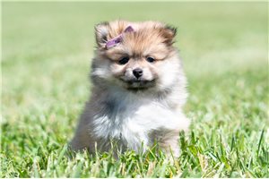 Vida - Pomeranian for sale