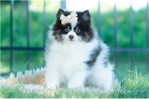 Viconia - Pomeranian for sale