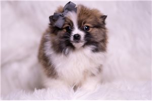 Axel - Pomeranian for sale