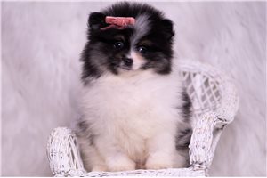 Nancy - Pomeranian for sale