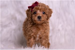 Blush - Poodle, Miniature for sale