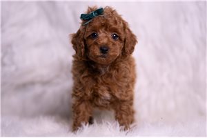 Bixby - Poodle, Miniature for sale