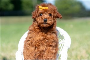 Merle - Poodle, Miniature for sale