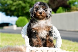 Lambert - Poodle, Miniature for sale