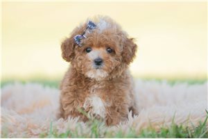 Sebastian - Miniature Poodle for sale