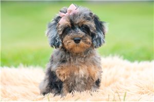 Willa - Miniature Poodle for sale