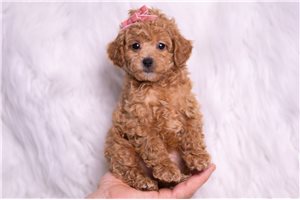 Bloom - Poodle, Miniature for sale
