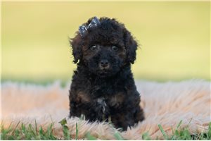 Timmy - Miniature Poodle for sale