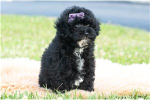 Lacey - Poodle, Miniature for sale