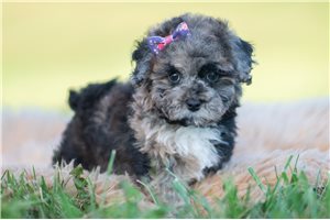 Thea - Miniature Poodle for sale