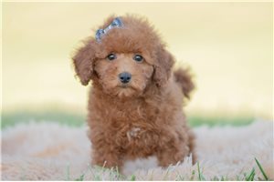 Sycamore - Miniature Poodle for sale