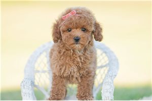 Sugar - Miniature Poodle for sale