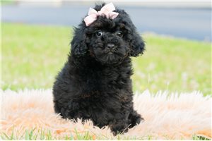 Ladora - Poodle, Miniature for sale