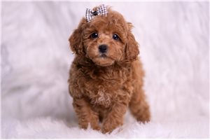 Blackjack - Poodle, Miniature for sale