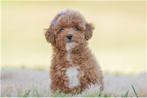 Sutton - Miniature Poodle for sale