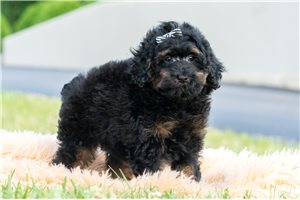 Lamont - Poodle, Miniature for sale