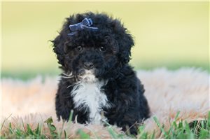 Thomas - Miniature Poodle for sale