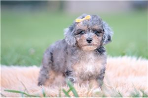 Wilbur - Miniature Poodle for sale