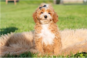 Oliver - Poodle, Toy for sale