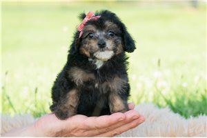 Paige - Poodle, Toy for sale
