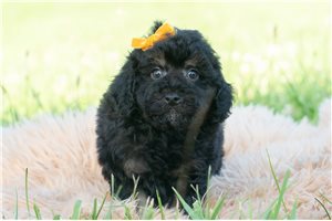 Paco - Poodle, Toy for sale