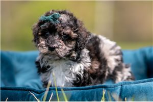 Rudy - Poodle, Miniature for sale