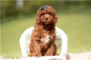 Blue - Poodle, Toy for sale