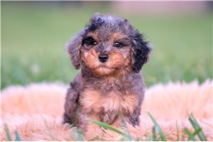 Walker - Miniature Poodle for sale