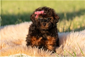 Reese - Poodle, Miniature for sale