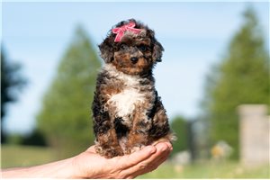 Oxana - Poodle, Miniature for sale