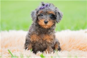 Rileigh - Miniature Poodle for sale
