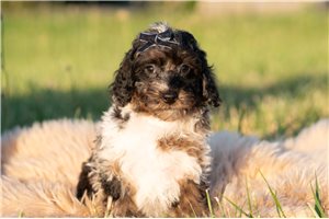 Rover - Poodle, Miniature for sale